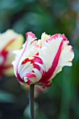 PASHLEY MANOR GARDEN  EAST SUSSEX: CLOSE UP OF THE WHITE AND RED FLOWER OF TULIP CARNIVAL DE NICE