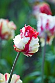 PASHLEY MANOR GARDEN  EAST SUSSEX: CLOSE UP OF THE WHITE AND RED FLOWER OF TULIP CARNIVAL DE NICE