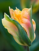 PASHLEY MANOR GARDEN  EAST SUSSEX: CLOSE UP OF THE GOLD  BURNT CRIMSON AND GREEN FLOWER OF TULIP GOLDEN ARTIST