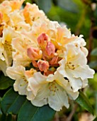 PASHLEY MANOR GARDEN  EAST SUSSEX  SPRING : CLOSE UP OF THE FLOWERS OF RHODODENDRON HORIZON MONARCH (AGM)
