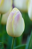 PASHLEY MANOR GARDEN  EAST SUSSEX  SPRING : CLOSE UP OF THE FLOWER OF TULIP WENDY LOVE
