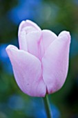 PASHLEY MANOR GARDEN  EAST SUSSEX  SPRING : CLOSE UP OF THE PINK FLOWER OF TULIP PINK DIAMOND