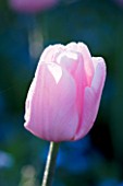 PASHLEY MANOR GARDEN  EAST SUSSEX  SPRING : CLOSE UP OF THE PINK FLOWER OF TULIP PINK DIAMOND