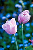 PASHLEY MANOR GARDEN  EAST SUSSEX  SPRING : CLOSE UP OF THE PINK FLOWERS OF TULIP PINK DIAMOND WITH FORGET-ME-NOTS