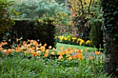 PASHLEY MANOR GARDEN  EAST SUSSEX  SPRING : EARLY MORNING LIGHT IN WOODLAND WITH TULIP DAYDREAM