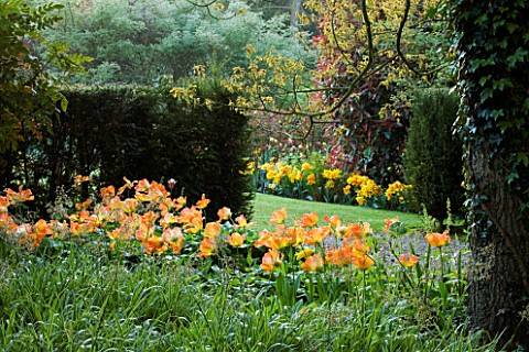 PASHLEY_MANOR_GARDEN__EAST_SUSSEX__SPRING__EARLY_MORNING_LIGHT_IN_WOODLAND_WITH_TULIP_DAYDREAM