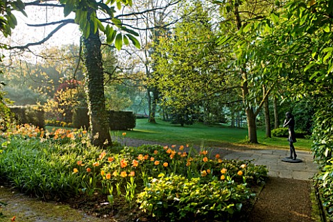PASHLEY_MANOR_GARDEN__EAST_SUSSEX__SPRING__EARLY_MORNING_LIGHT_IN_WOODLAND_WITH_TULIP_DAYDREAM_AND_S