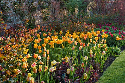 PASHLEY_MANOR_GARDEN__EAST_SUSSEX__SPRING__EARLY_MORNING_LIGHT_ON_A_LONG_BORDER_FILLED_WITH_TULIP_MO