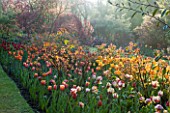 PASHLEY MANOR GARDEN  EAST SUSSEX  SPRING : EARLY MORNING LIGHT ON A LONG BORDER FILLED WITH TULIP FLAMING PARROT  ROSES AND HEUCHERA
