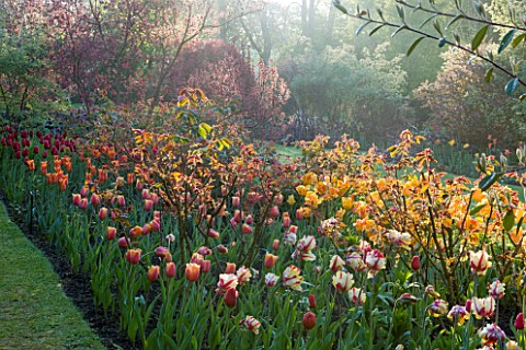 PASHLEY_MANOR_GARDEN__EAST_SUSSEX__SPRING__EARLY_MORNING_LIGHT_ON_A_LONG_BORDER_FILLED_WITH_TULIP_FL