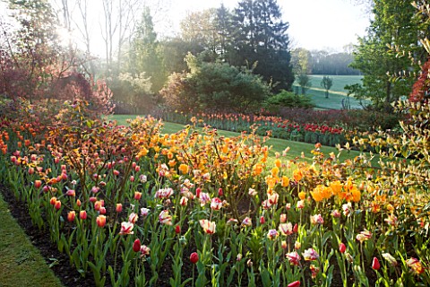 PASHLEY_MANOR_GARDEN__EAST_SUSSEX__SPRING__EARLY_MORNING_LIGHT_ON_A_LONG_BORDER_FILLED_WITH_TULIP_FL