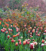 PASHLEY MANOR GARDEN  EAST SUSSEX  SPRING : EARLY MORNING LIGHT ON A LONG BORDER FILLED WITH TULIPS AND ROSES