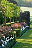 PASHLEY MANOR GARDEN  EAST SUSSEX  SPRING : EARLY MORNING LIGHT ON A BORDER WITH ROSES AND TULIP SHIRLEY