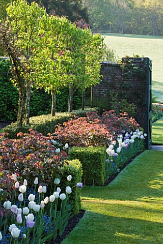 PASHLEY_MANOR_GARDEN__EAST_SUSSEX__SPRING__EARLY_MORNING_LIGHT_ON_A_BORDER_WITH_ROSES_AND_TULIP_SHIR
