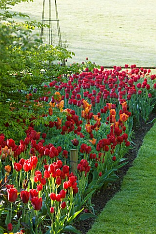 PASHLEY_MANOR_GARDEN__EAST_SUSSEX__SPRING__EARLY_MORNING_LIGHT_ON_A_BORDER_PLANTED_WITH_RED_TULIPS_W