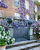 PASHLEY MANOR GARDEN  EAST SUSSEX  SPRING : LEAD URN ON PEDETAL SURROUNDED BY WISTERIA  CLEMATIS MONTANA RUBENS AND CHOISYA TERNATA
