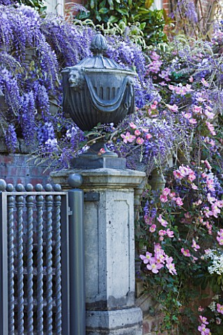 PASHLEY_MANOR_GARDEN__EAST_SUSSEX__SPRING__LEAD_URN_ON_PEDETAL_SURROUNDED_BY_WISTERIA_AND_CLEMATIS_M
