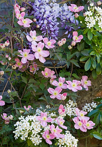 PASHLEY_MANOR_GARDEN__EAST_SUSSEX__SPRING__PLANTING_COMBINATION_CLIMBERS_CLEMATIS_MONTANA_RUBENS__WI
