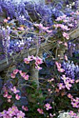 PASHLEY MANOR GARDEN  EAST SUSSEX  SPRING : PLANTING COMBINATION (CLIMBERS) UP A BALUSTRADE - CLEMATIS MONTANA RUBENS  WISTERIA AND CHOISYA TERNATA