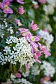 PASHLEY MANOR GARDEN  EAST SUSSEX  SPRING : PLANTING COMBINATION IN PINK AND WHITE (CLIMBERS)  - CLEMATIS MONTANA RUBENS AND CHOISYA TERNATA