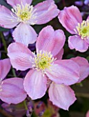 PASHLEY MANOR GARDEN  EAST SUSSEX  SPRING : CLOSE UP OF THE PINK FLOWERS OF CLEMATIS MONTANA RUBENS