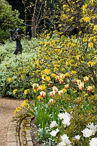 PASHLEY_MANOR_GARDEN__EAST_SUSSEX__SPRING_PATH_THROUGH_WOODLAND_WITH_YELLOW_AND_RED_TULIP_WORLD_EXPR