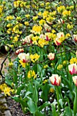 PASHLEY MANOR GARDEN  EAST SUSSEX  SPRING : PLANTING COMBINATION - YELLOW AND RED TULIP WORLD EXPRESSION AND YELLOW AZALEA