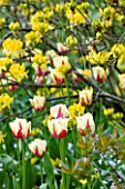 PASHLEY MANOR GARDEN  EAST SUSSEX  SPRING : PLANTING COMBINATION - YELLOW AND RED TULIP WORLD EXPRESSION AND YELLOW AZALEA