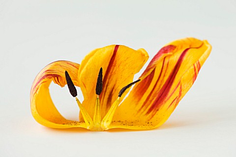 CLOSE_UP_OF_THE_DECAYING_FLOWER_OF_THE_DARWIN_TULIP_JULIETTE