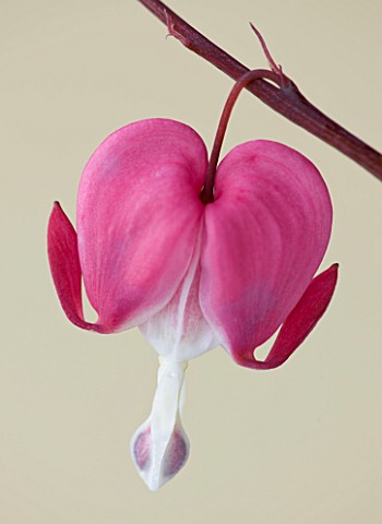 CLOSE_UP_OF_THE_PINK_FLOWER_OF_DICENTRA_SPECTABILIS_BLEEDING_HEART