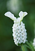 CLOSE UP OF THE WHITE FLOWER OF LAVANDULA STOECHAS SNOWMAN (LAVENDER)  SCENTED