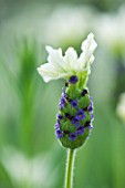 CLOSE UP OF THE FLOWER OF LAVANDULA TIARA (LAVENDER  SCENTED)