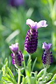 CLOSE UP OF THE FLOWER OF LAVANDULA DEVONSHIRE COMPACT (LAVENDER  SCENTED)