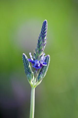 CLOSE_UP_OF_THE_FLOWER_OF_LAVANDULA__CHRISTIANA_LAVENDER__SCENTED