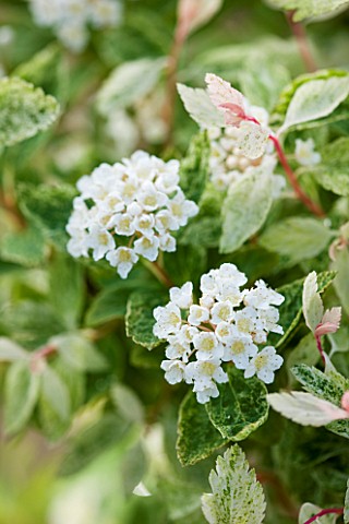 CLOSE_UP_OF_THE_FLOWERS_AND_LEAVES_OF_SPIRAEA_PINK_ICE