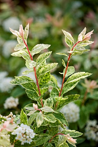 CLOSE_UP_OF_THE_FLOWERS_AND_LEAVES_OF_SPIRAEA_PINK_ICE