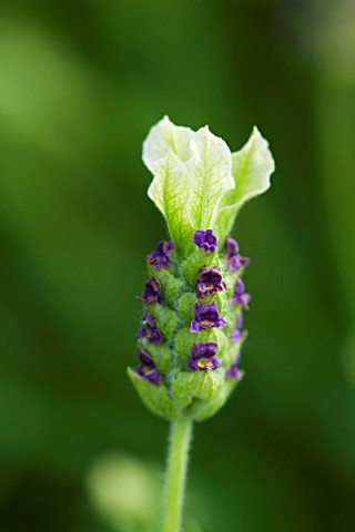 CLOSE_UP_OF_THE_FLOWER_OF_LAVANDULA_PRETTY_POLLY_LAVENDER__SCENTED
