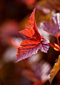 CLOSE UP OF THE LEAF OF PHYSOCARPUS LADY IN RED