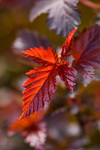 CLOSE_UP_OF_THE_LEAF_OF_PHYSOCARPUS_LADY_IN_RED