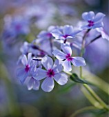 CLOSE UP OF THE PALE BLUE FLOWERS OF PHLOX CHATTAHOOCHEE