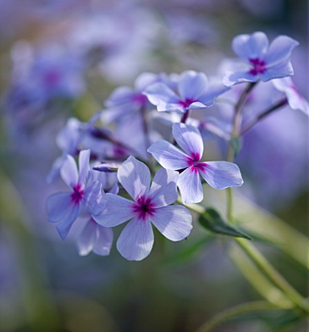 CLOSE_UP_OF_THE_PALE_BLUE_FLOWERS_OF_PHLOX_CHATTAHOOCHEE