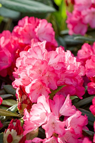 CLOSE_UP_OF_THE_PINKY_RED_FLOWERS_OF_RHODODENDRON_FANTASTICA