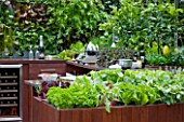 CHELSEA FLOWER SHOW 2009:  FRESHLY PREPPED GARDEN BY ARALIA. OUTDOOR KITCHEN WITH EDIBLE LIVING WALL PLANTED WITH BABY SALAD LEAVES RAISED GROWING BOXES WITH LETTUCE AND HERBS