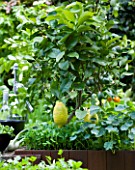 CHELSEA FLOWER SHOW 2009:  FRESHLY PREPPED GARDEN BY ARALIA. LEMON GROWING IN OUTDOOR KITCHEN SURROUNDED BY NASTURTIUMS AND BABY SALAD LEAVES