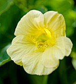 CHELSEA FLOWER SHOW 2009: FRESHLY PREPPED GARDEN BY ARALIA. CLOSE UP OF PALE YELLOW NASTURTIUM
