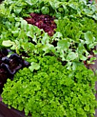 CHELSEA FLOWER SHOW 2009: FRESHLY PREPPED GARDEN BY ARALIA. CLOSE UP OF PARSLEY AND BABY LETTUCE LEAVES