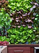 CHELSEA FLOWER SHOW 2009:  FRESHLY PREPPED GARDEN BY ARALIA. EDIBLE LIVING WALL PLANTED WITH BABY SALAD LEAVES