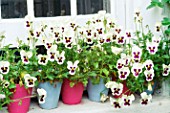 WHITE PANSIES IN ROW OF PINK AND BLUE PAINTED TERRACOTTA POTS ON WINDOW SILL.  DESIGNER: ANTHONY NOEL