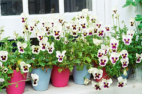WHITE_PANSIES_IN_ROW_OF_PINK_AND_BLUE_PAINTED_TERRACOTTA_POTS_ON_WINDOW_SILL__DESIGNER_ANTHONY_NOEL