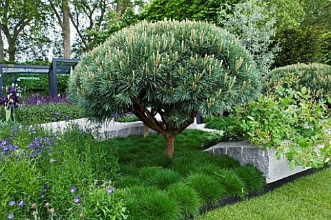 CHELSEA_FLOWER_SHOW_2009_THE_DAILY_TELEGRAPH_GARDEN_BY_ULF_NORDFJELL_DETAIL_OF_CLIPPED_PINUS_SYLVEST